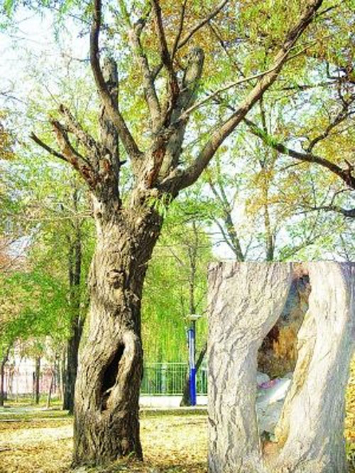 江西九江风景树成了垃圾桶